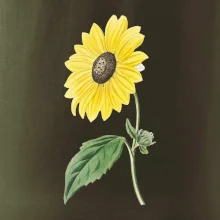 Slnečnica otočená