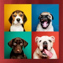 Psi šteňatá koláž