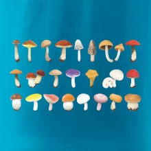 Huby farebné Huby farebné