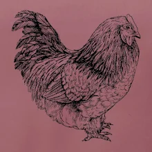 Sliepka čiernobiela Sliepka čiernobiela