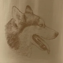 Husky - hlava z boku