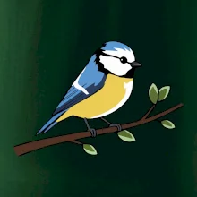 Sýkorka modrinka na vetve