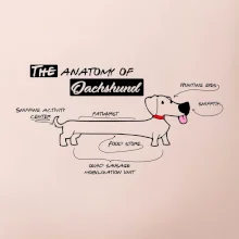 Jazvečík - Anatómia