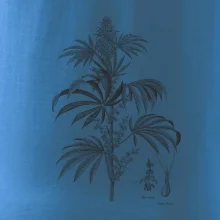 Konope kvietok čiernobiely  