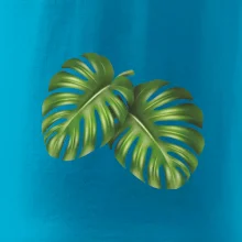 Monstera - dva listy Monstera - dva listy