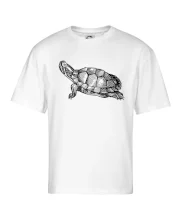 Ceruzkou kreslená korytnačka