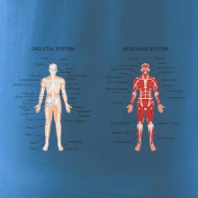 Skelet and Moscular system