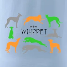 Whippet farebný