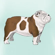 Vintage English bulldog