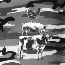 Sliepky prasa krava Sliepky prasa krava