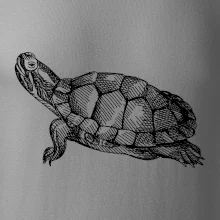 Ceruzkou kreslená korytnačka