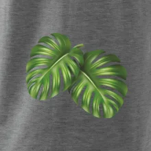 Monstera - dva listy Monstera - dva listy