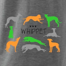 Whippet farebný