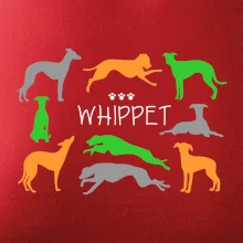 Whippet farebný