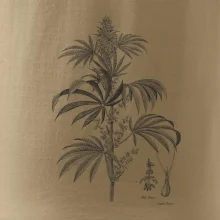 Konope kvietok čiernobiely  