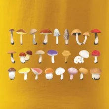 Huby farebné Huby farebné