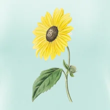 Slnečnica otočená