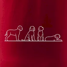 Lagotto romagnolo postavy linka