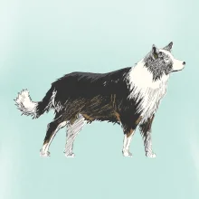 Border kólia kreslená