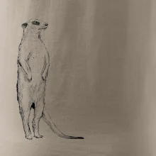 Surikata čierna kresba