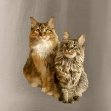 Mačky vectorizované (Moňas)