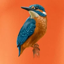 Ľadnáčik kreslený Ľadnáčik kreslený