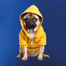 Mops v mikine Mops v mikine