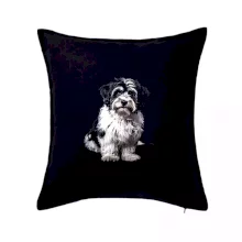 Havanský psík čierna fotka