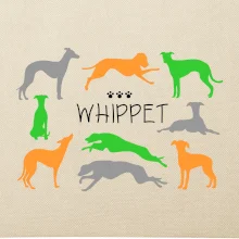 Whippet farebný