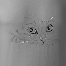 Mačka tvár kresba Mačka tvár kresba