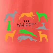 Whippet farebný