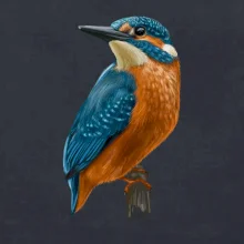 Ľadnáčik kreslený Ľadnáčik kreslený