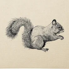 Veverička kresba