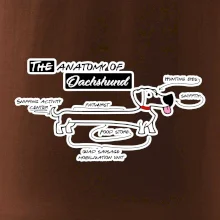 Jazvečík - Anatómia