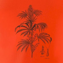 Konope kvietok čiernobiely  