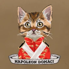 Napoleon domáci mačka