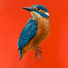 Ľadnáčik kreslený Ľadnáčik kreslený