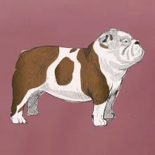 Vintage English bulldog