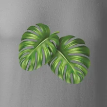 Monstera - dva listy