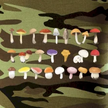 Huby farebné Huby farebné