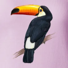 Tukan kreslený