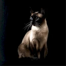 Siamská mačka čierna fotka