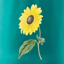 Slnečnica otočená