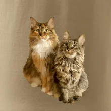 Mačky vectorizované (Moňas)