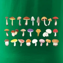 Huby farebné Huby farebné