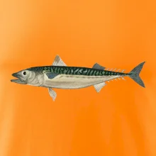 Makrela obecná Makrela obecná