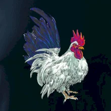 Kohút kreslený biely Kohút kreslený biely