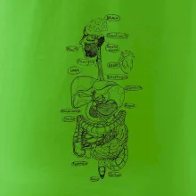 Skica ľudských orgánov