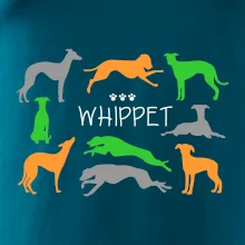 Whippet farebný