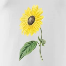 Slnečnica otočená